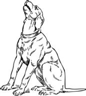 drawing of A Dog Howling