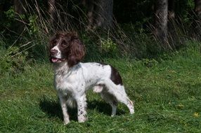 Purebred dog on a grass