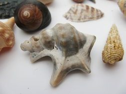 seashells close up