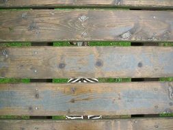 Zebra Art Photo Zoo Stripe