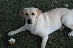 golden retriever is eating an apple in the garden