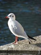 seagull on a stone near the water on a sunny day