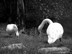 picture of the swans on a livestock