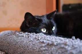 black cat lying on the gray pillow