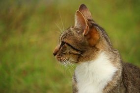 profile portrait of a mackerel domestic cat