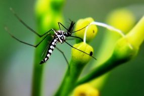 macro view of Mosquito Insect on a plants