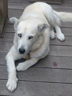 thoughtful blue dog eyes