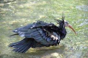 northern bald ibis on the water