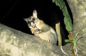 possum on a stone at night