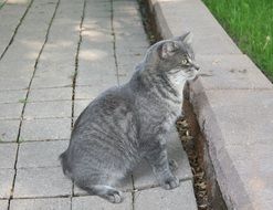Grey tailless Cat sits on pavement