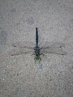 delicious Dragonfly Nature