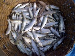 indian oil sardine in the basket