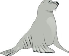 Sea Lion Mammals as a drawing