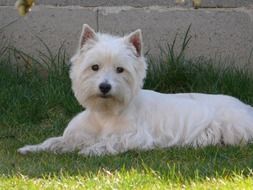 white thoroughbred dog