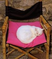 white cat sleeping on a chair