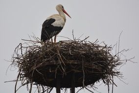 elegant stork standing in the nest