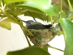 Hummingbird on nest