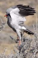 Gray Falcon in Namibia National Park