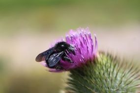 black bumble bee on purple flower