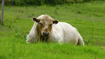 bull lying on green grass