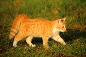 nosy red tabby kitten