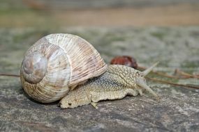 snail with a dense shell