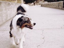 dog on the track