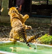 attractive Tiger thailand