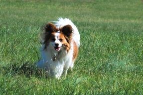 playful thoroughbred dog on the meadow