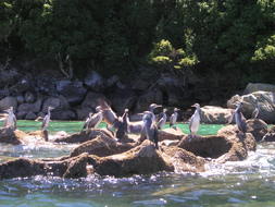 sea birds in New Zealand