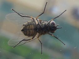 Ð° fly close up