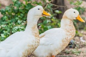 two white ducks in Thailand