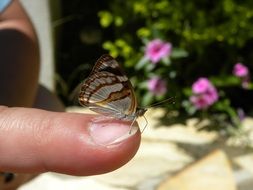 Mariposa Butterfly