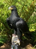 Black eagle in the wildlife