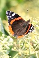 bright Butterfly in summertime