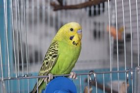 Green and yellow parrot in the cage