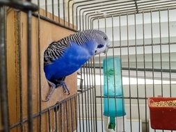 blue parrot in cage