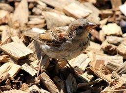 sparrow standing on wooden chips