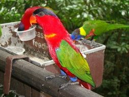 beautiful Tropical Parrot