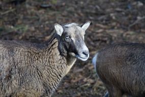 Sheeps on farm