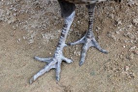 peacock feet on the ground