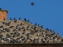 pigeons on the rooftop