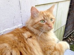 wonderful Ginger Cat