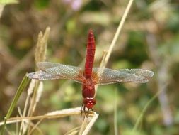 red dragonfly on a dry stalk