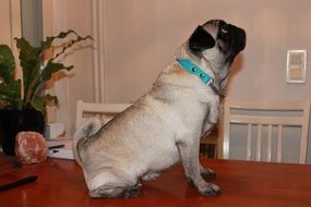 The Pug in the blue collar