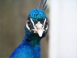 blue peacock head with crest