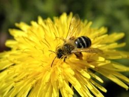 honey bee on a dandelion flower