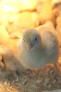 chick is a chicken chick