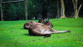 large kangaroo on green grass
