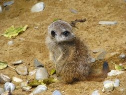 meerkat sits on clay earth